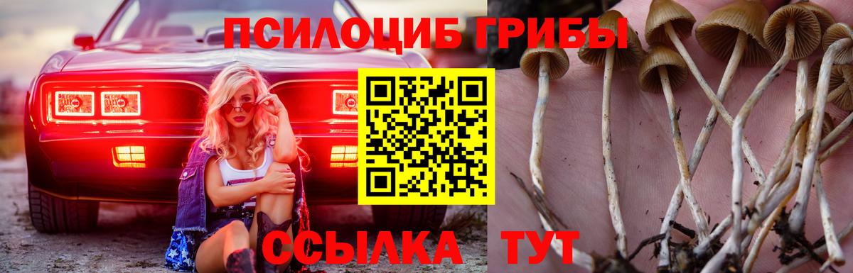 Псилоцибиновые грибы Psilocybe Звенигород